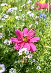 bee-meadow mix4